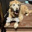 Haute Diggity Dog - Checker Chewy Vuiton Bone Dog Toy
