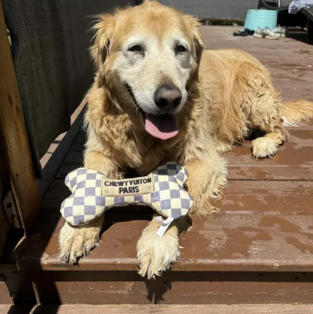 Haute Diggity Dog - Checker Chewy Vuiton Bone Dog Toy
