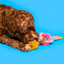 The Furryfolks - Flamingo Hooman Nosework Toy