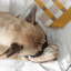 Lambwolf Collective - Eclair Dog Toy