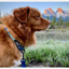 Rocky Mountain Dog - Alpine Dog Collar