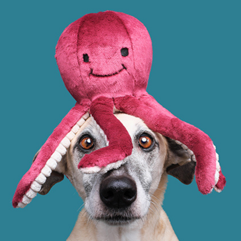 Fluff & Tuff - Olympia Octopus