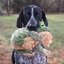 Tall Tails - Animated Frog Dog Toy