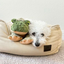 Tall Tails - Animated Frog Dog Toy