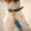 Fuzzyard Life - Atelier Dog Collar