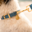 Fuzzyard Life - Atelier Dog Collar