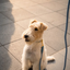Fuzzyard Life - Atelier Dog Lead