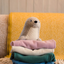 Fuzzyard Life - Sandstone Seal Dog Toy