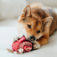Lambwolf Collective - Lollipop Dog Toy