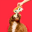 The Furryfolks - Pizza Nosework Toy