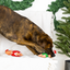 Fringe - Here They Crumb Nosework Dog Toy