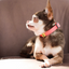 Be One Breed - Silicone Clip Collars
