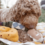 Lambwolf Collective - Eclair Dog Toy
