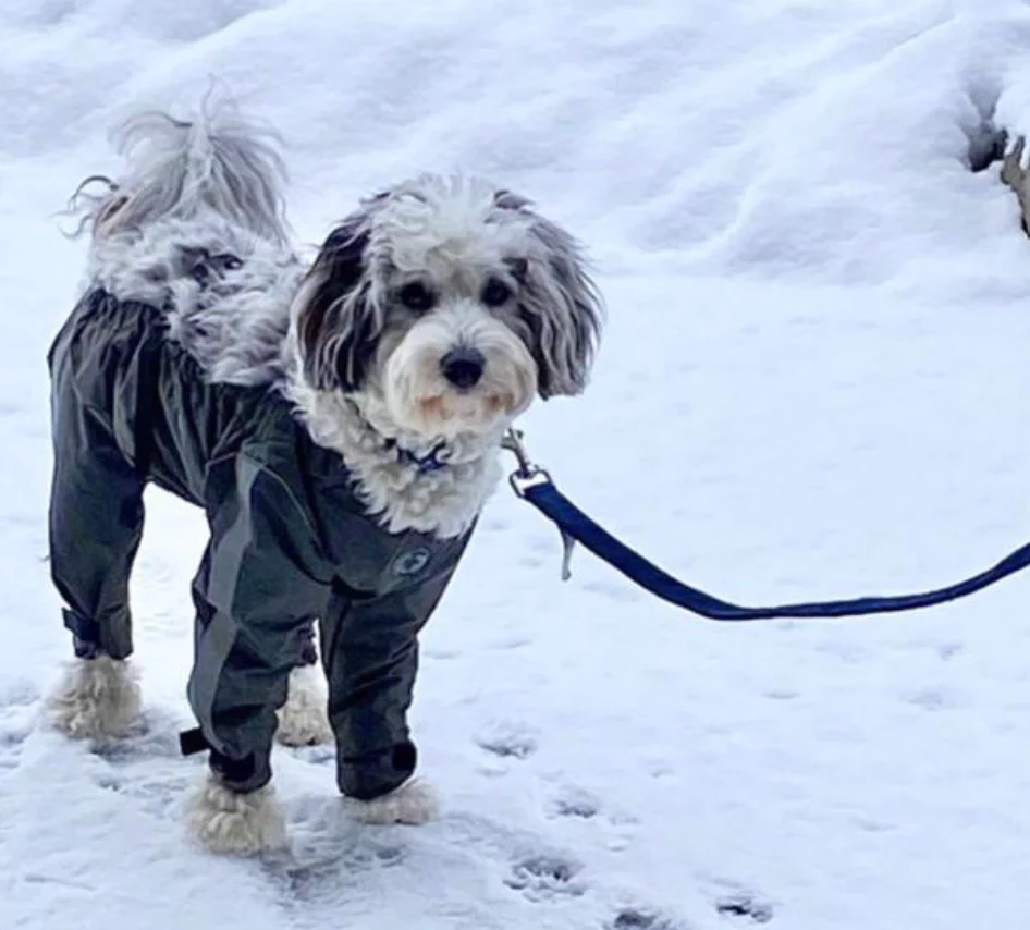 Fou Fou All-Weather Pants