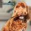 Dogginstix - Braided Lamb Collagen Stick