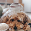 Lambwolf Collective - Expresso Pop Dog Toy