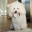 Lambwolf Collective - Expresso Pop Dog Toy