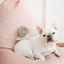 Lambwolf Collective - Snail Dog Toy