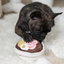 Lambwolf Collective - Ramen Dog Toy