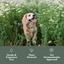Dandylion - Clean Paws No-Rinse Foaming Cleanser