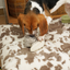 Lambwolf Collective - Snail Dog Toy