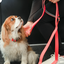 BeOneBreed - Silicone Clip Collars - AARCS DONATION only