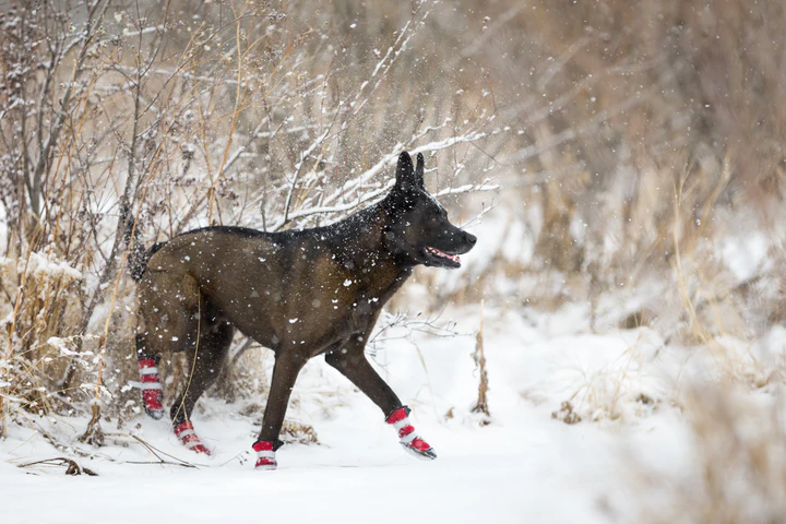 Pawsh Pads - Dog Boots