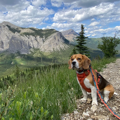 Rocky Mountain Dog - All Mountain Dog Leash