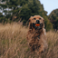 Beco - Fetch Ball