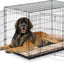 Precision Pet ProValu 2 Door Wire Crate