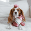 Lambwolf Collective - Saucisson Sec Dog Toy