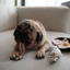 Lambwolf Collective - Breakfast Set Dog Toy