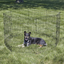New World PetProducts - Foldable Exercise Pet Playpen