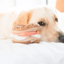 Lambwolf Collective - Bagel & Pickle Dog Toy