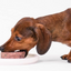 Evolution Raw - Raw Dog Food