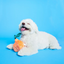 The Furryfolks - Orange Nosework Toy