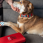 RC Pets - Pet First Aid Kit