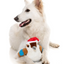 Fuzzyard - Ka-Tree-Na the Kookaburra Dog Toy