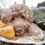 Lambwolf Collective - Fromage Dog Toy