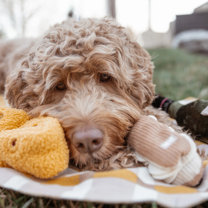 Lambwolf Collective - Fromage Dog Toy