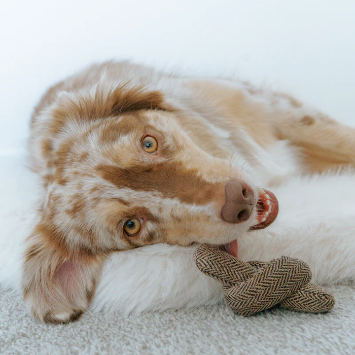 Lambwolf Collective - Birthday Cake Dog Toy
