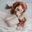 Lambwolf Collective - Setting Powder & Brush Dog Toy