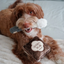 Lambwolf Collective - Setting Powder & Brush Dog Toy
