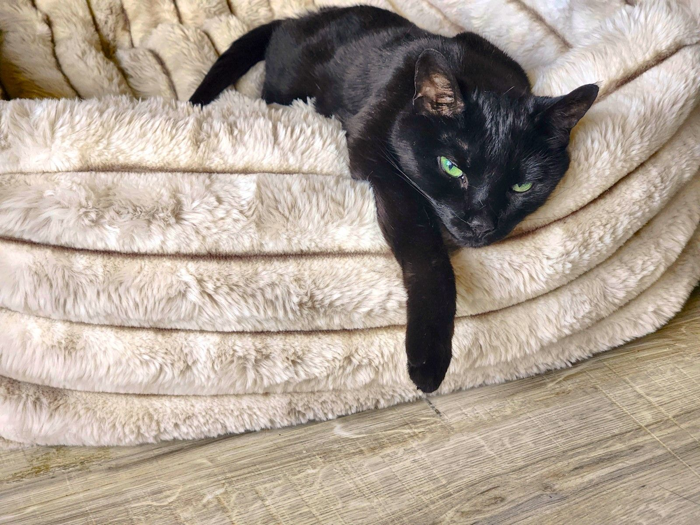 Bowsers - Blanket Topper