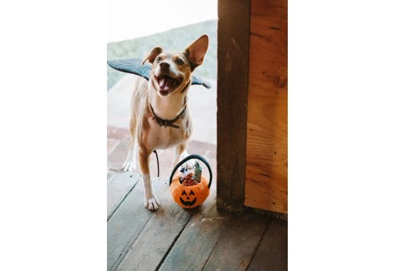 P.L.A.Y. - Howl-o-ween Treat Basket