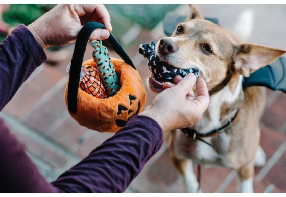 P.L.A.Y. - Howl-o-ween Treat Basket