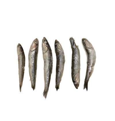 Evolution Raw - Whole Wild-Caught Anchovies - 2 lb