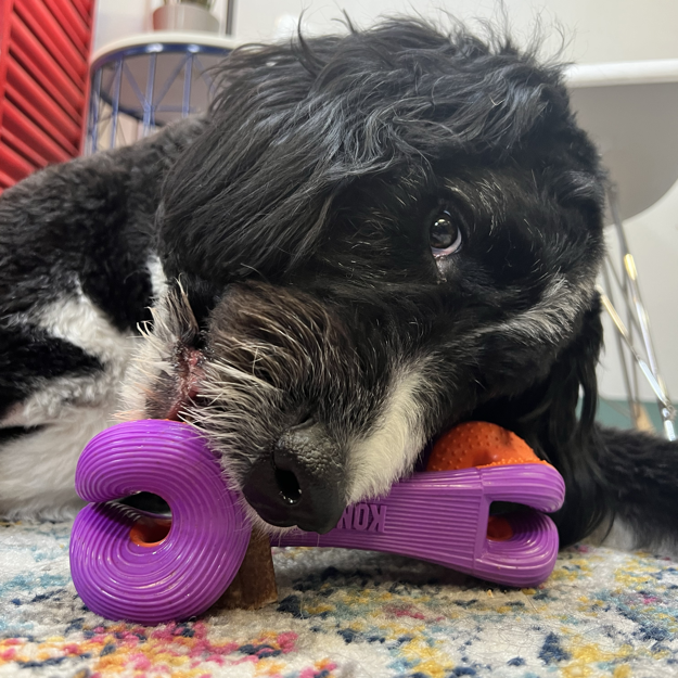 Kong - Rerun Whoosh Bone