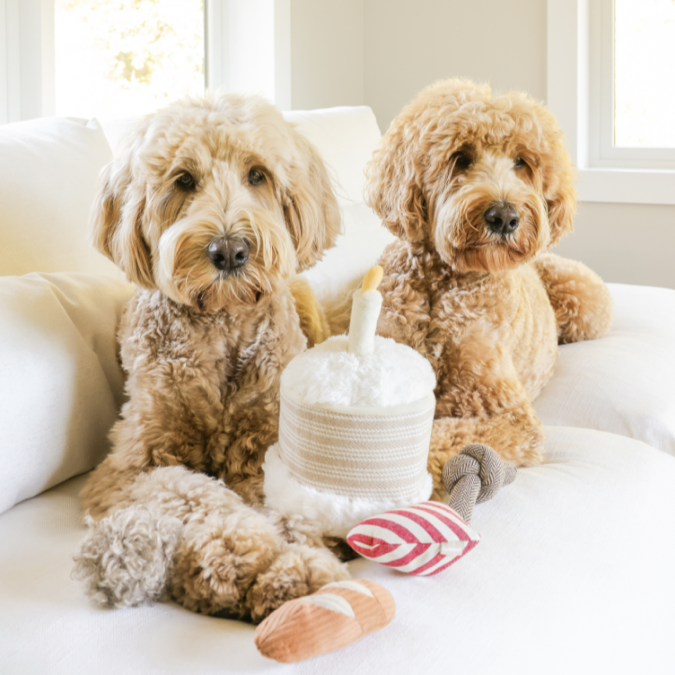 Lambwolf Collective - Birthday Cake Dog Toy