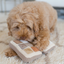 Lambwolf Collective - Eyeshadow Palette Dog Toy